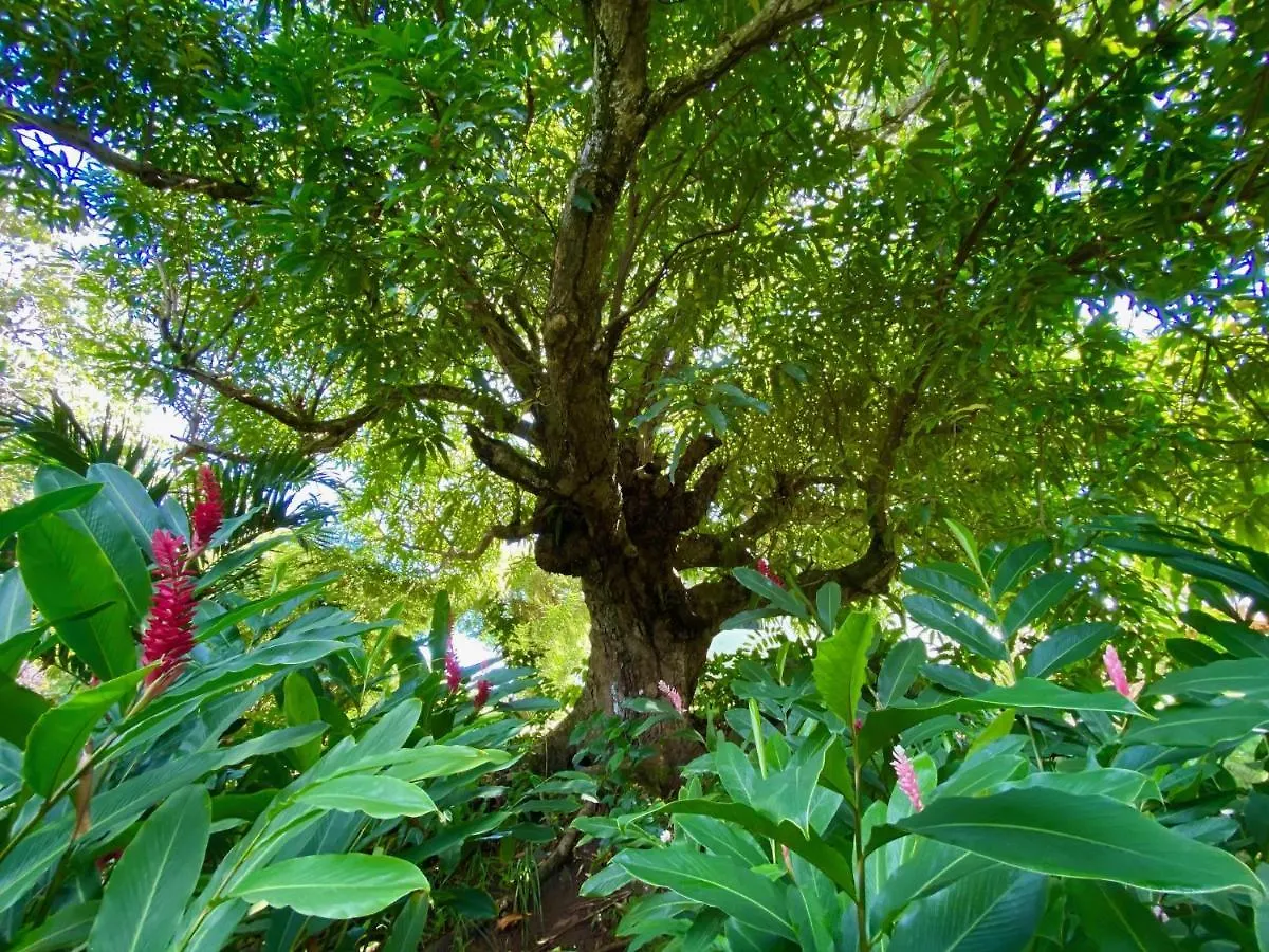 Sea Cliff Eco-Cottages & Gin Distillery Calibishie Dominica